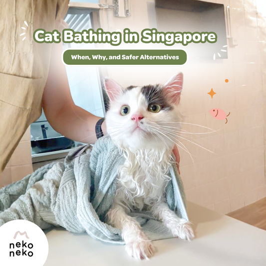 Cat Bathing in Singapore: When, Why, and Safer Alternatives