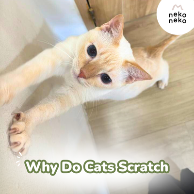 Scratching 101: Why Cats Do It and How to Manage It at Home