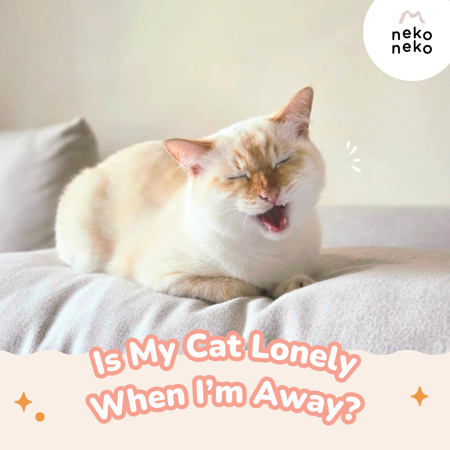Is My Cat Lonely When I’m Away? Understanding Feline Attachment and Independence