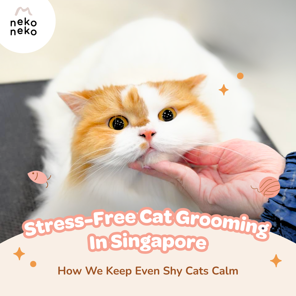 Stress-Free Cat Grooming In Singapore: How We Keep Even Shy Cats Calm