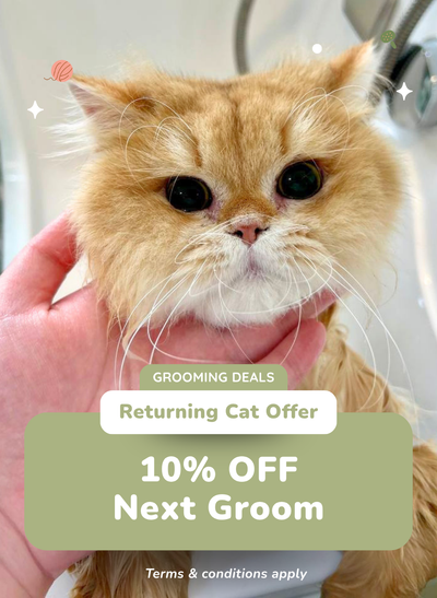 10% OFF Next Groom (<8 weeks)