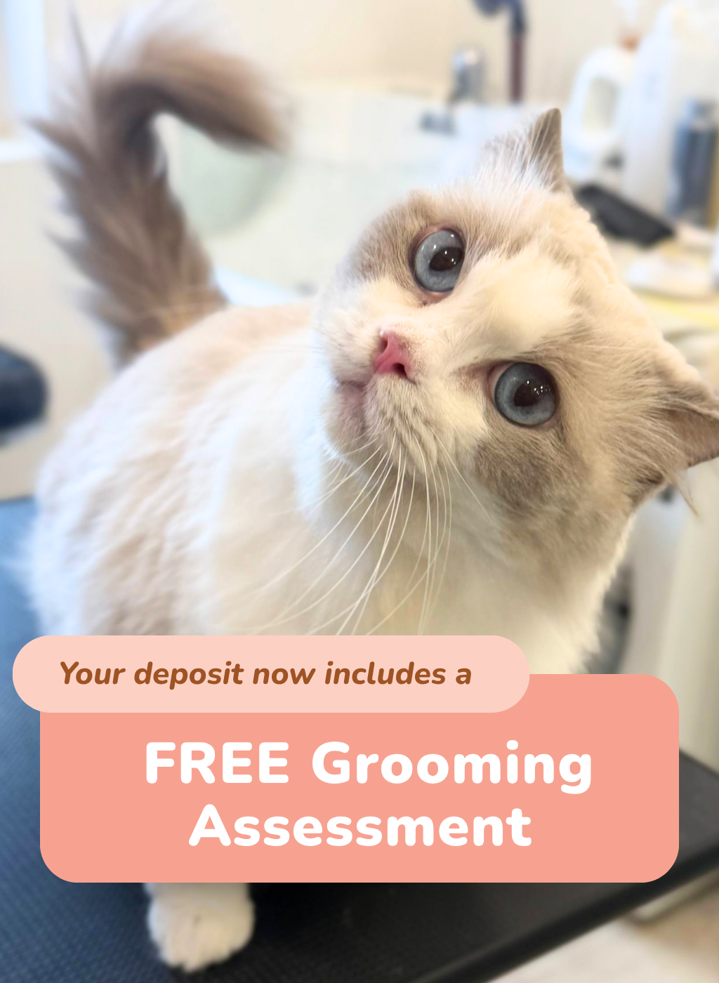 Grooming Assessment Now Included In Your Deposit