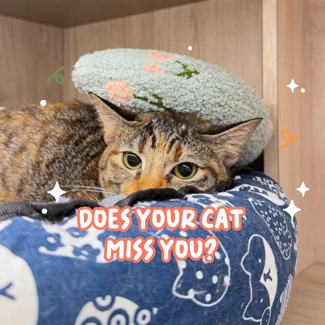 Does Your Cat Miss You?