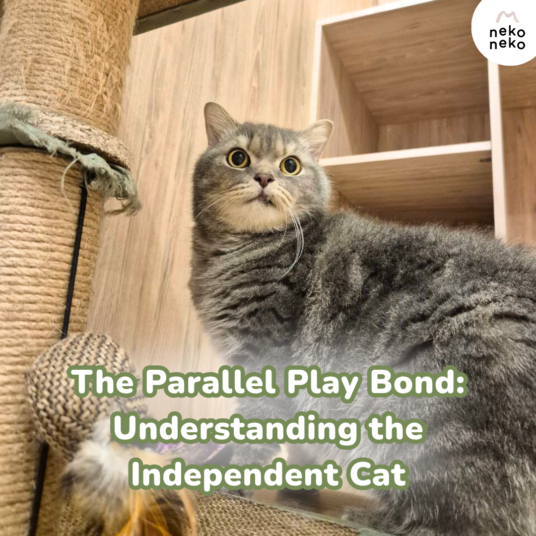 Why Your Cat Sits Near You But Not With You | Neko Neko