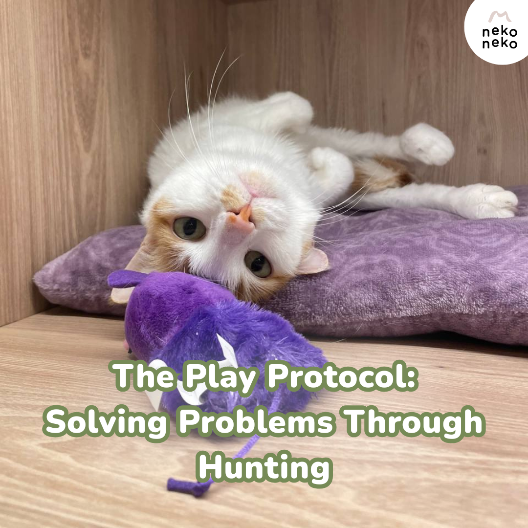 Problem Solving Cat Problem Creating Solving Cat Behaviour Problems Through Play | Neko Neko