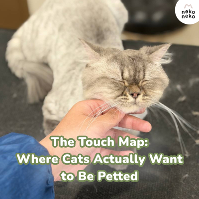 The Touch Map: Where Cats Actually Want to Be Petted