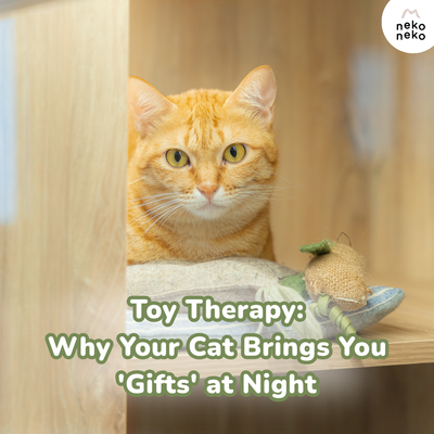 Toy Therapy: Why Your Cat Brings You 'Gifts' at Night