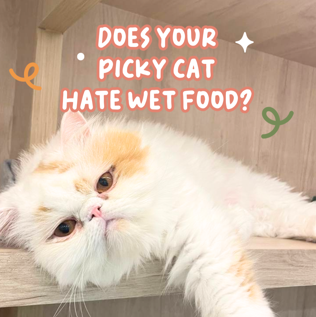 Picky Cat Hates Wet Food?