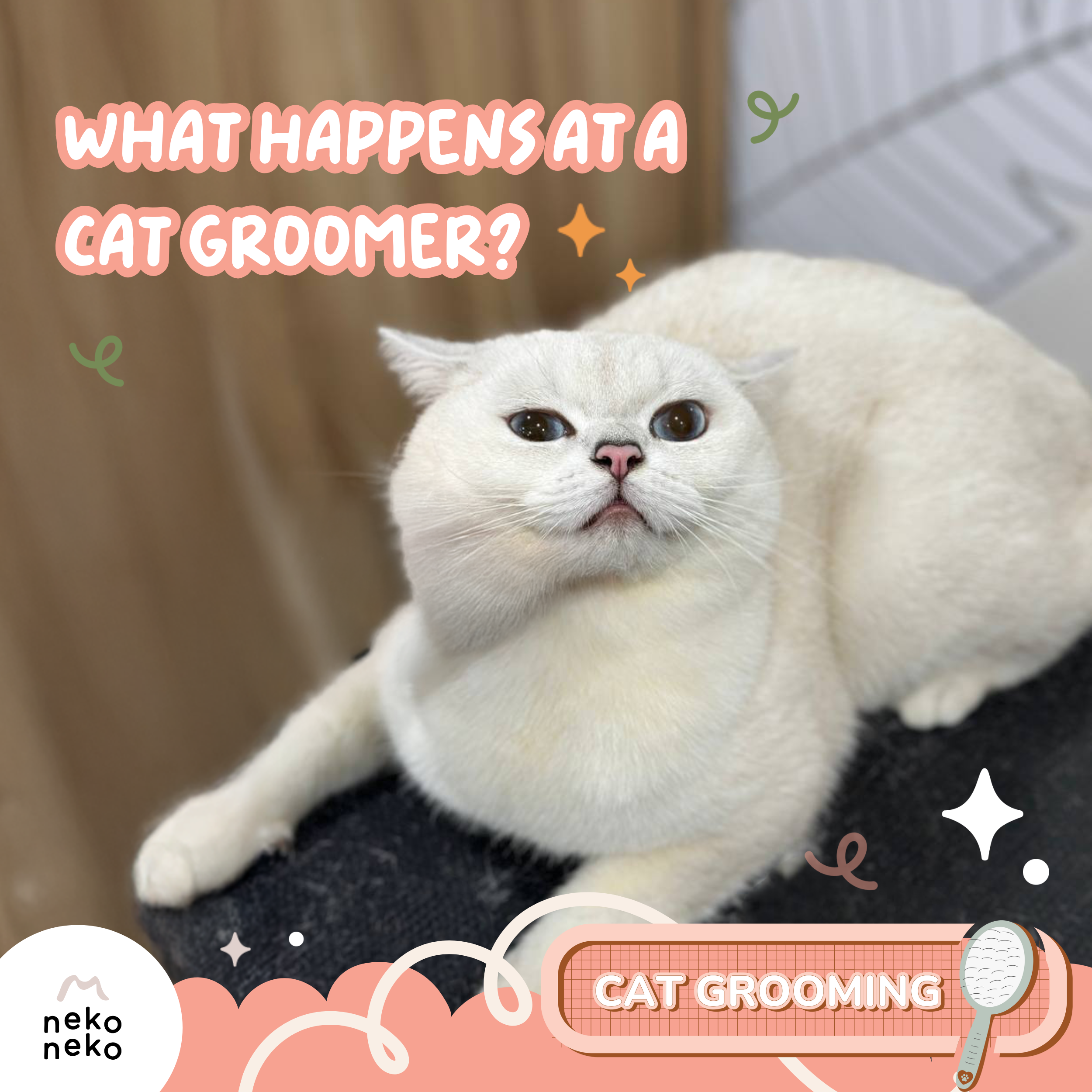 What Actually Happens at a Cat Groomer? (And When Should You Book One?)