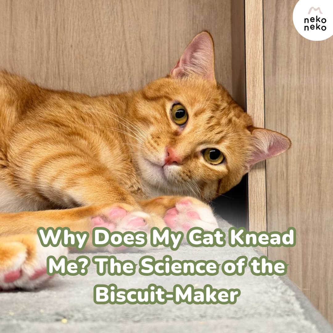 Why Does My Cat Knead Me? The Science of the Biscuit-Maker