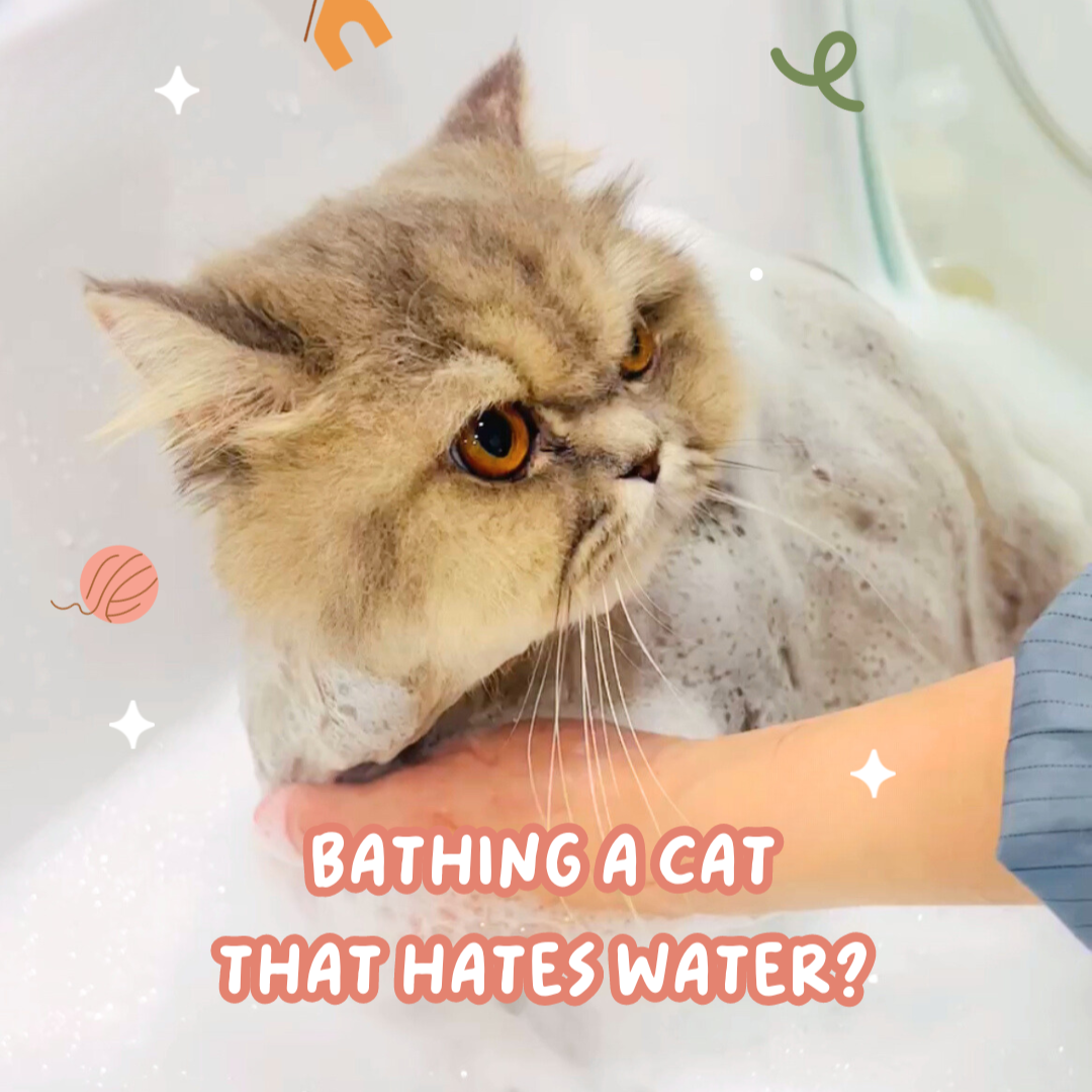 Tips for Bathing A Cat That Hates Water Neko Neko