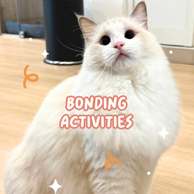 Bonding Activities With Your Cat