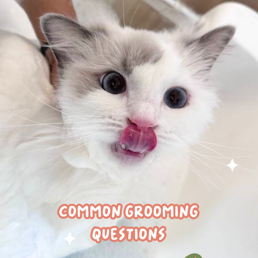 Common Cat Grooming Questions