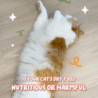 Is You Cat's Dry Food Nutritious or Harmful?