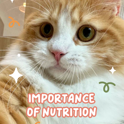 Importance of Cat Nutrition