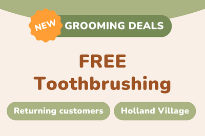 FREE Toothbrushing at Holland Village