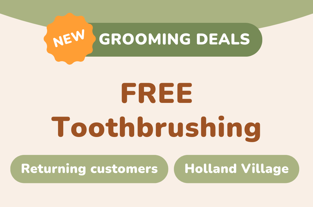 FREE Toothbrushing at Holland Village