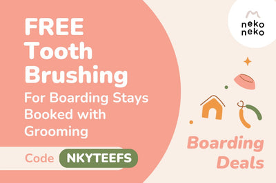 Free Toothbrushing For Boarding Stays