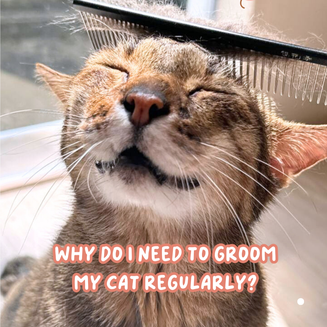 Why Do I Need To Groom My Cat Regularly?