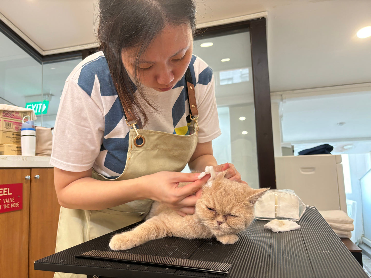 (Weekday) Professional Grooming Course Full Course Bundle