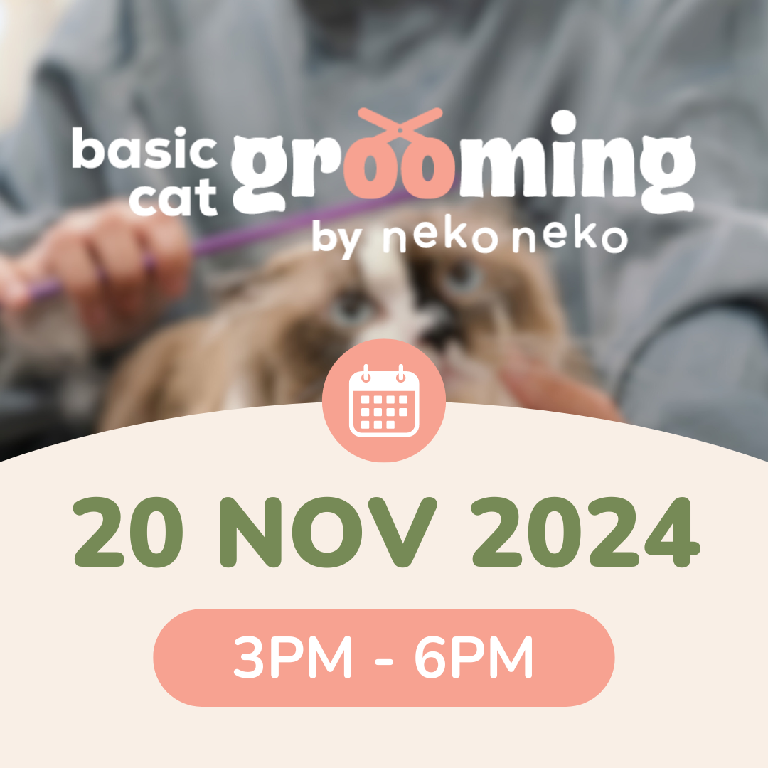 Basic Cat Grooming - 20 Nov 2024 | 3PM - 6PM