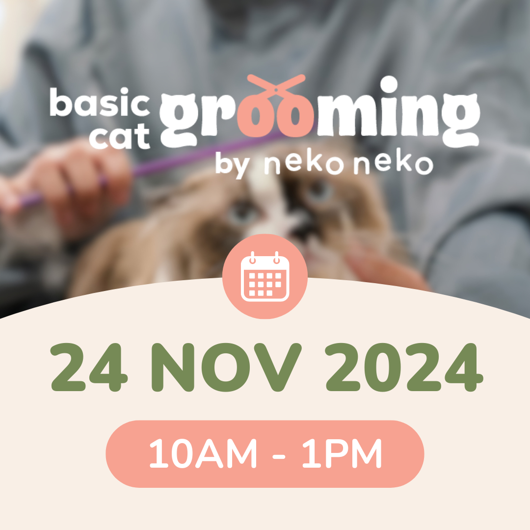 Basic Cat Grooming - 24 Nov 2024 | 10PM - 1PM