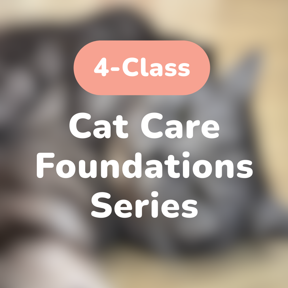 Cat Care Foundations Series Bundle (4 Classes)