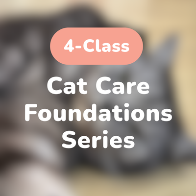 Cat Care Foundations Series Bundle (4 Classes)