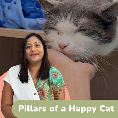 3 Pillars of a Happy Cat