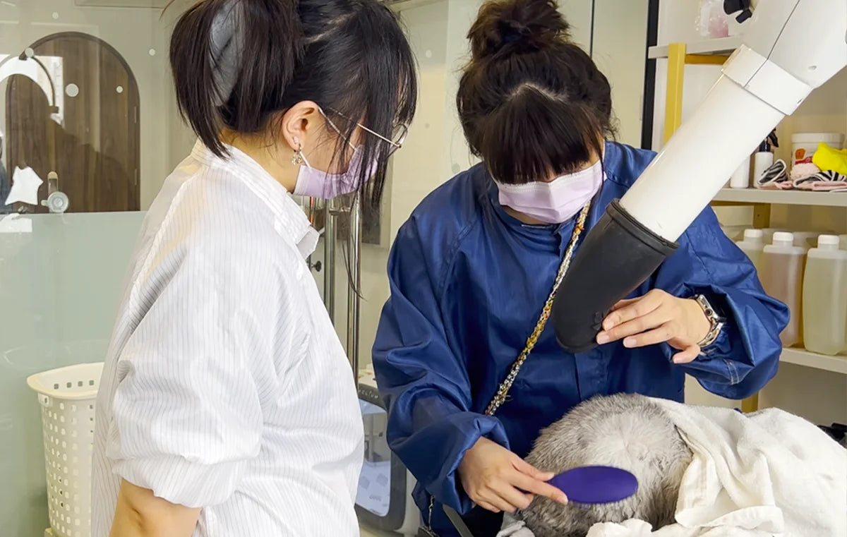 Basic Cat Grooming Class - May 30