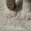 Premium Cassava Cat Litter