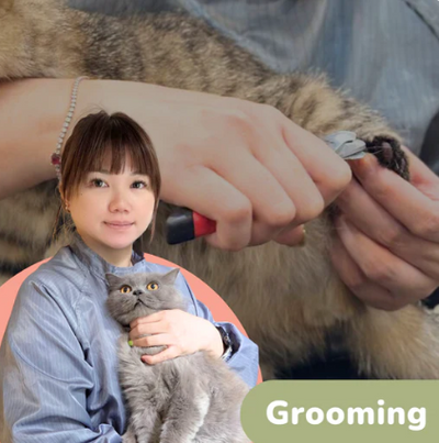 Basic Cat Grooming Class - June 27