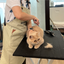 (Weekday) Professional Grooming Course Full Course Bundle