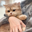(Weekday) Professional Grooming Course Full Course Bundle