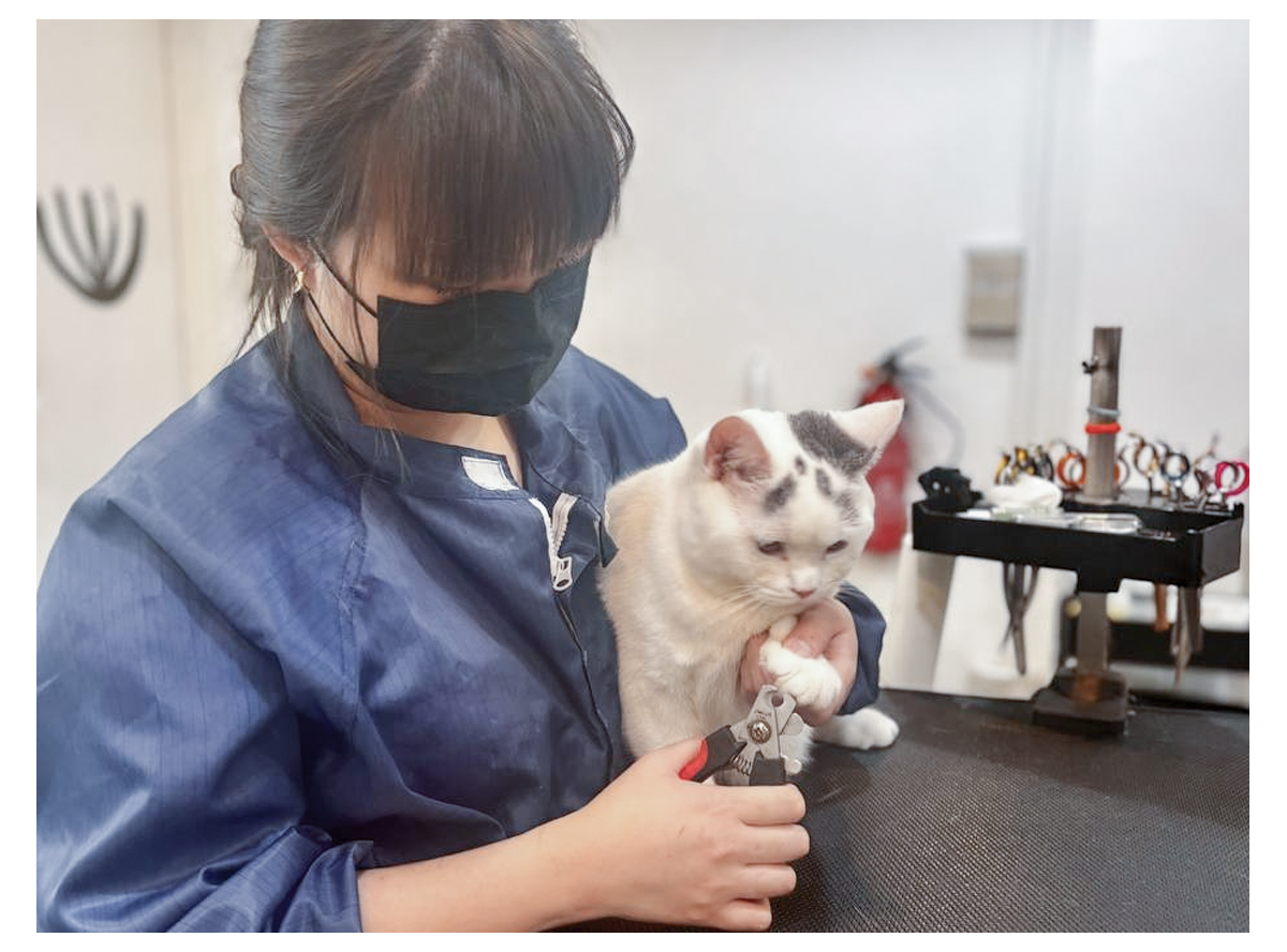 Professional Cat Grooming Courses – Neko Neko