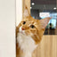 3 Pillars of a Happy Cat