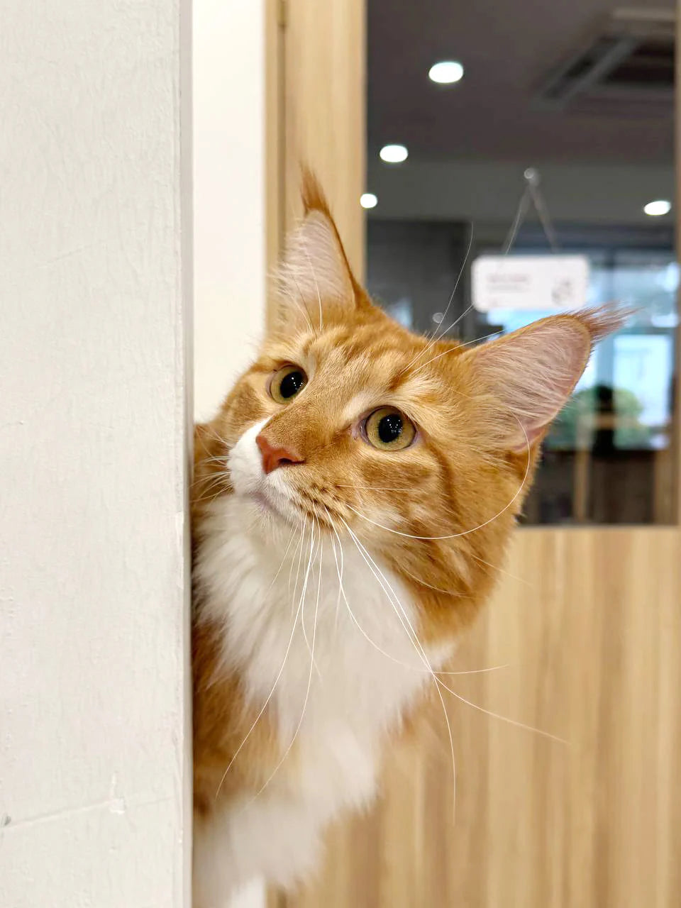 3 Pillars of a Happy Cat