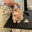 Basic Cat Grooming Class - May 30